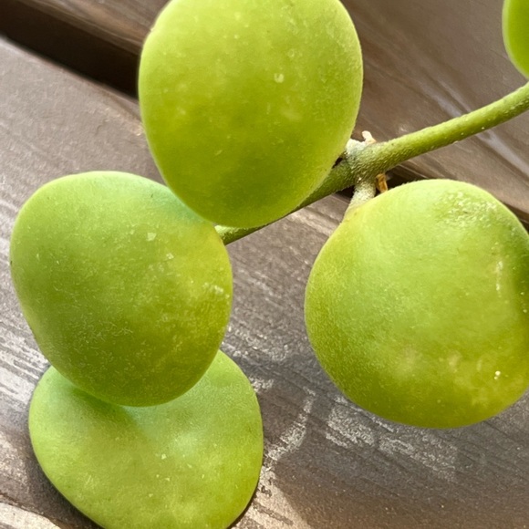 Hoya brevialata unrooted cutting - Picture 2 of 3